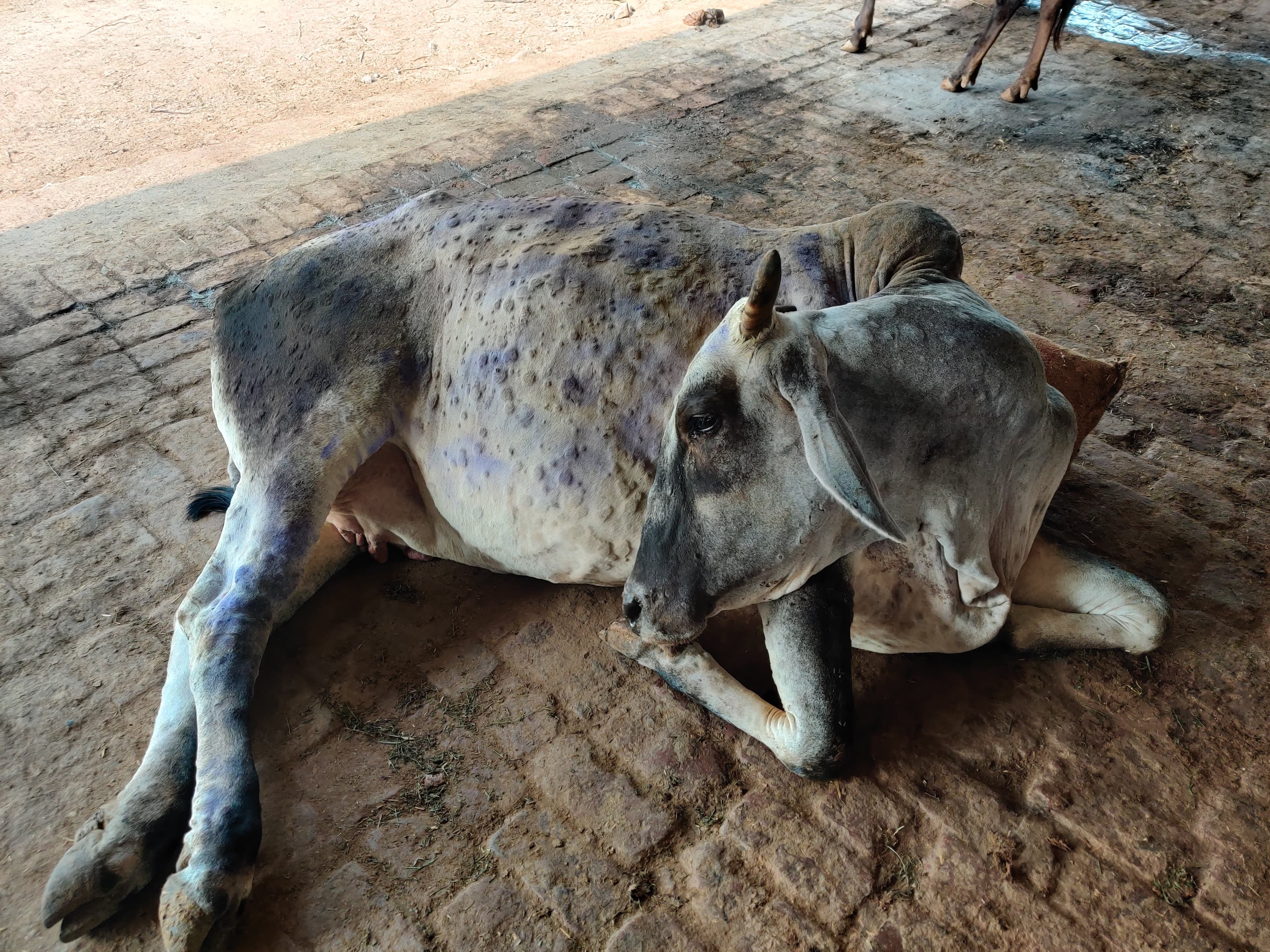 Dr. Shweta Goyal treating cattle during the Lumpy Skin Disease outbreak